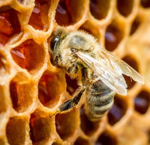 honey bee apiary beeswax business name ideas